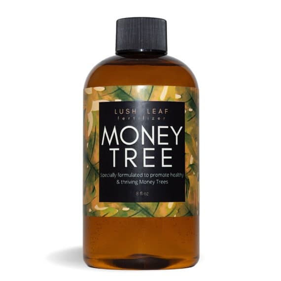 Money Tree Plant Food Liquid Concentrate Fertilizer for Healthy, Thriving Money Trees