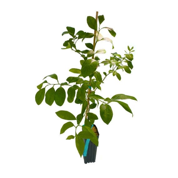 Rangpur Lime Tree | No shipping to California, Florida, Arizona, Louisiana or Hawaii