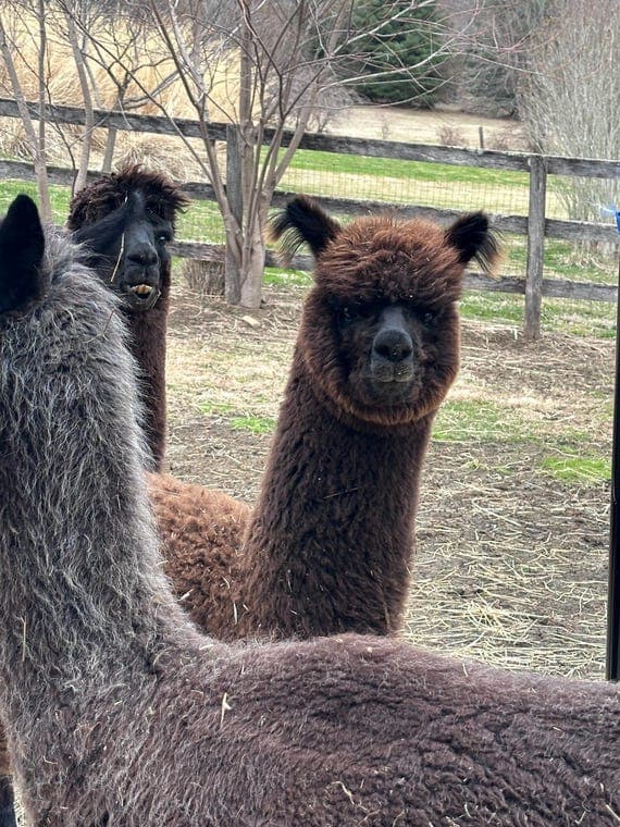 FRESH Alpaca poop poo fertilizer