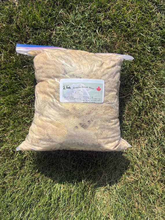 2 lbs of Raw Wool straight of our sheep