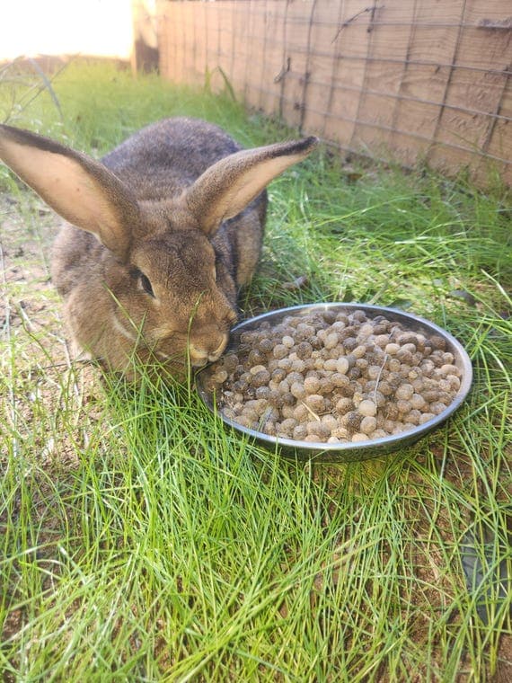 Rabbit Manure: Natural Cold Fertilizer (1 lb)