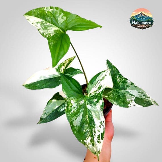 Syngonium Albo Variegated Plant