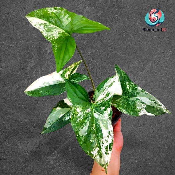 Syngonium Albo Variegated Houseplant