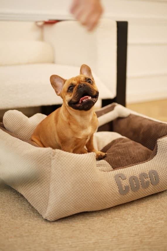 Personalized dog bed in beige and brown